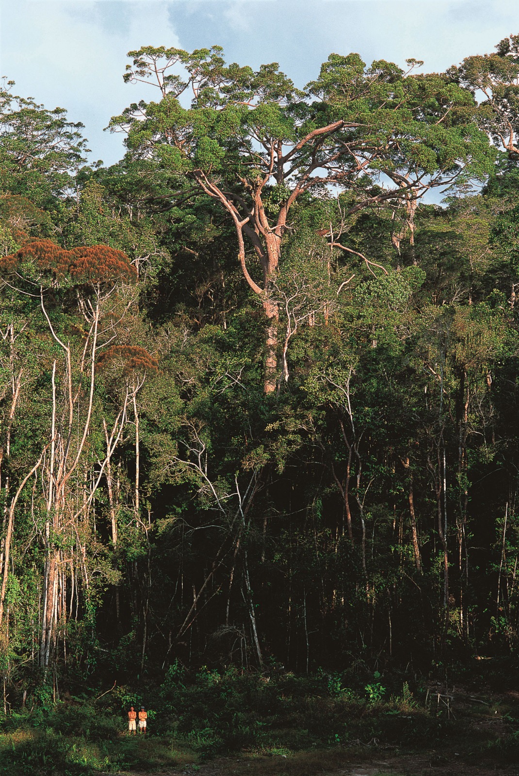 Agathis conifers in lower montane forest