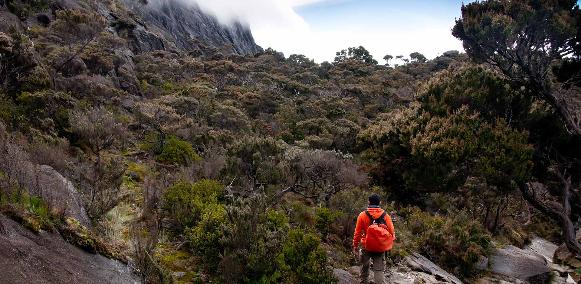 Trail through lower montane forest