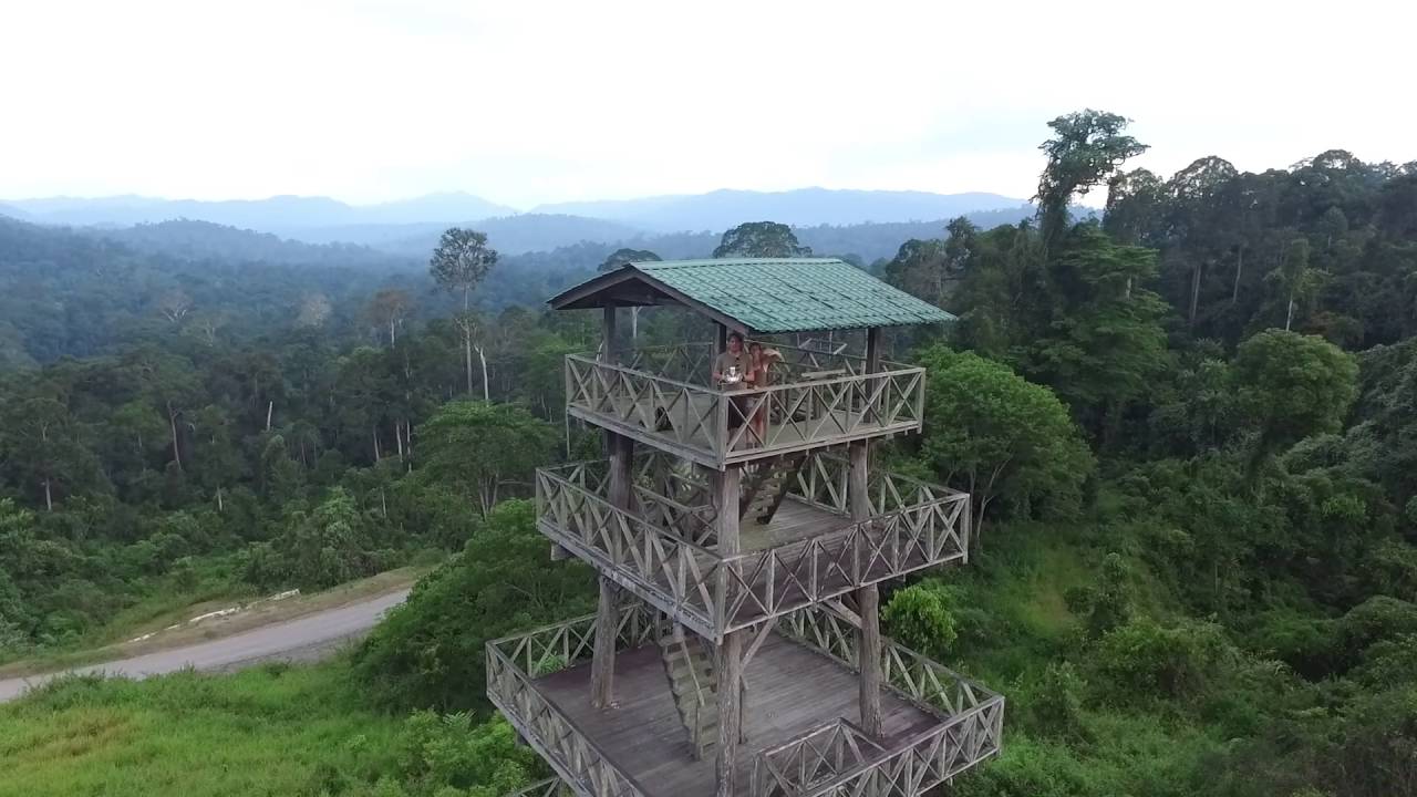 Observation Tower above the canopy