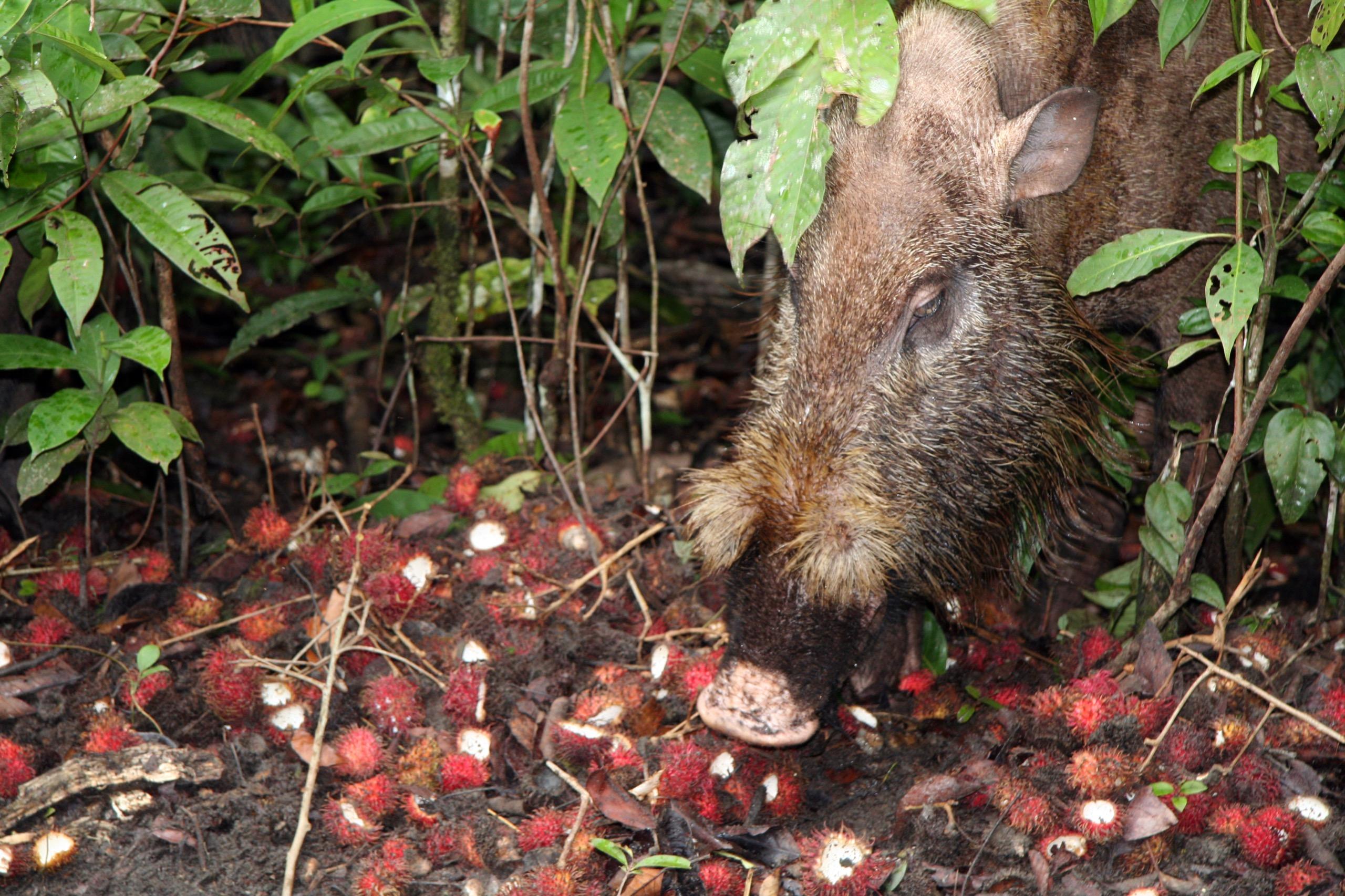 Bearded pig on the forest floor